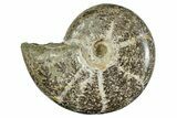 Polished Cretaceous Ammonite (Eotetragonites?) Fossil -Madagascar #262102-1